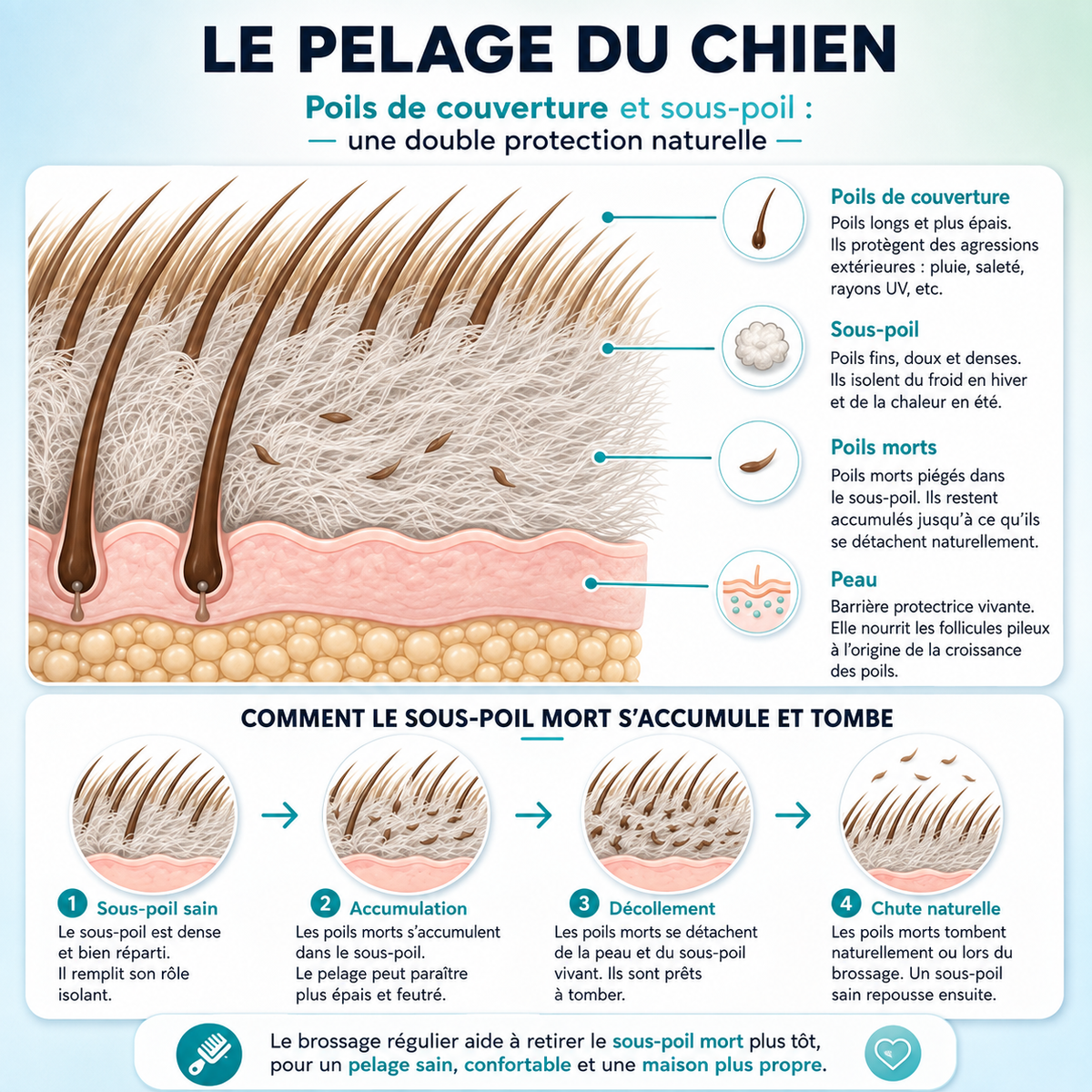 Le pelage du chien expliqué en quatre étapes